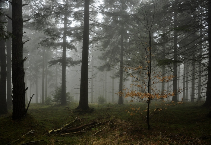 Zakletý les, pod Stříbrnou